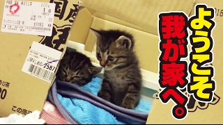 捨て猫2匹との素敵な出逢い　〜 wonderful story with two protected kittens.〜