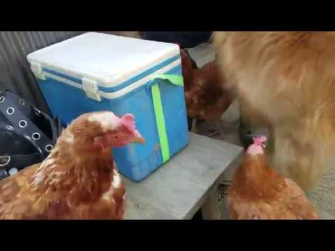 癒し動画 うさぎ 5時の畑はジイチャン、ゴールデンレトリバー、鶏女子で大賑わい ゆっくり時が流れて欲しい。
