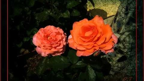 Kizoa Video und Movie Maker: 25. Februar 2016 Mein Test mit  *kizoa"