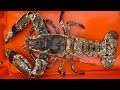 MONSTER LOBSTER - From market to Lobster Hatchery for Conservation!!