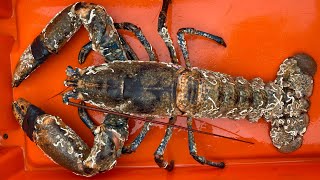 MONSTER LOBSTER - From market to Lobster Hatchery for Conservation!!