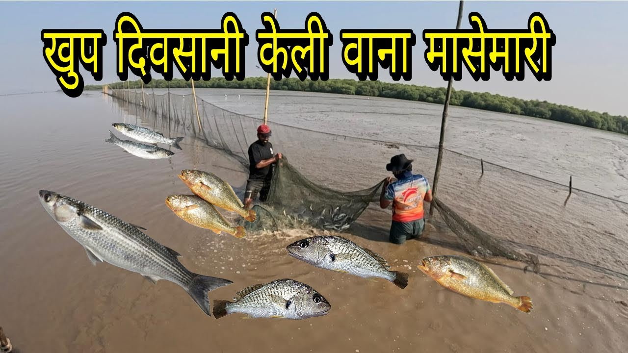 वाणा मासेमारीत भेटले होडी भरून मासे. traditional fishing of India #seafood @Akashbhoir-7444