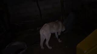 Şoro Hastaliği Atlatti Resimi