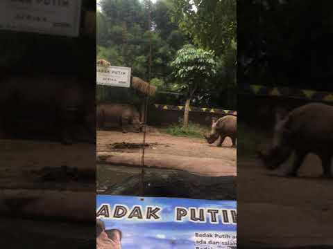 BADAK PUTIH AFRIKA!!