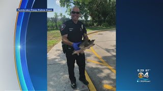 Pines Police To The Rescue Of Turtle In Need