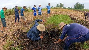 Truy tìm con rắn ngang ngược ngăn cản nhóm người đào mộ | TGSB # 343