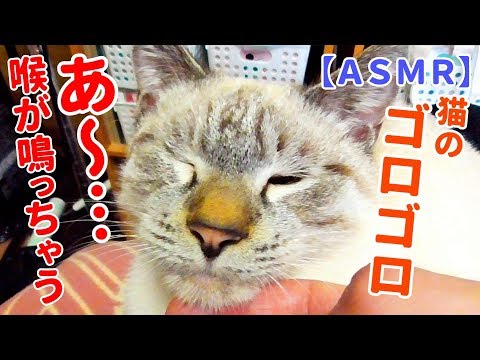 【ASMR】膝の上でくつろぐ猫が喉をゴロゴロ鳴らす耳福のおすそ分け動画