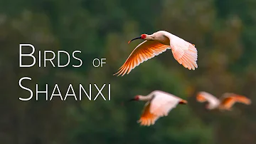 Shaanxi, The Home of the Crested Ibis | Birding in China