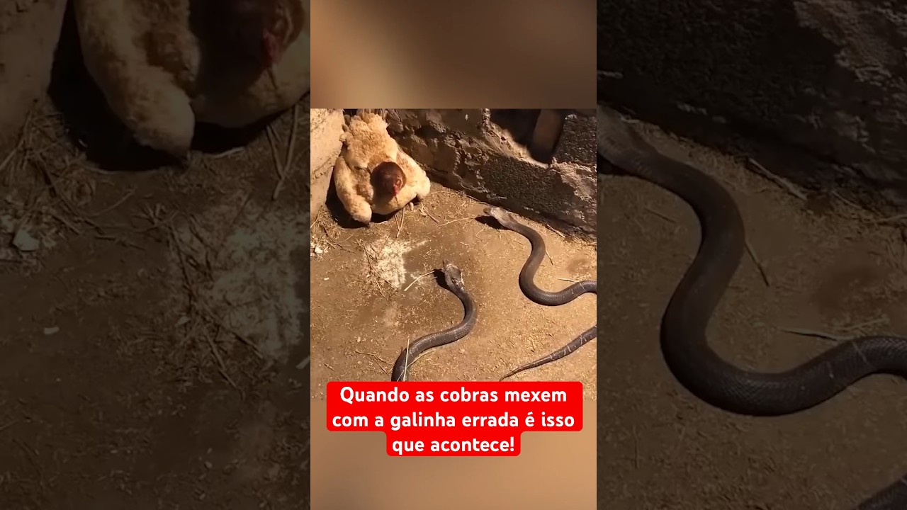 QUANDO AS COBRAS MEXEM COM A GALINHA ERRADA ISSO ACONTECE!