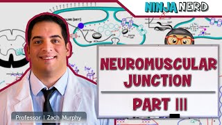 Musculoskeletal System | Neuromuscular Junction | Sliding Filament Theory: Part 3