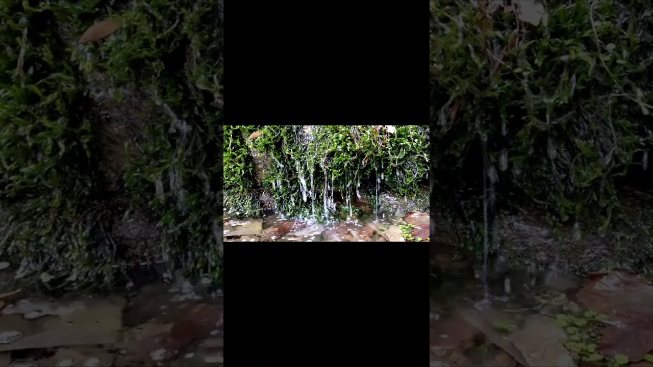 1 hora sonido fuente bosque mágico de Galicia camino de Santiago pequeña fuente o arroyo natural