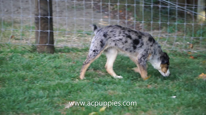 Border collie australian shepherd mix for sale near me