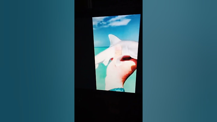 le requin dit yeah