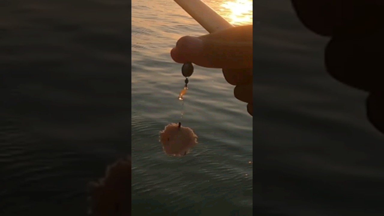 Ini Umpan Gacor Mancing Belanak Babon 