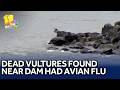 Dead black vultures found near dam test positive for avian flu