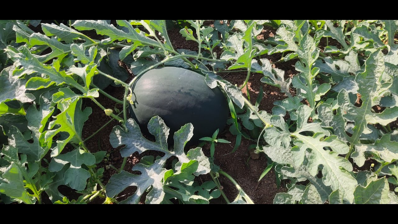 कलिंगड पिकाचे ६०-७० दिवसाचे नियोगेन || कलिंगड फुगवणिसाठी उपाय || Kalingad Niyogen #कलिंगड #शेतीमळा