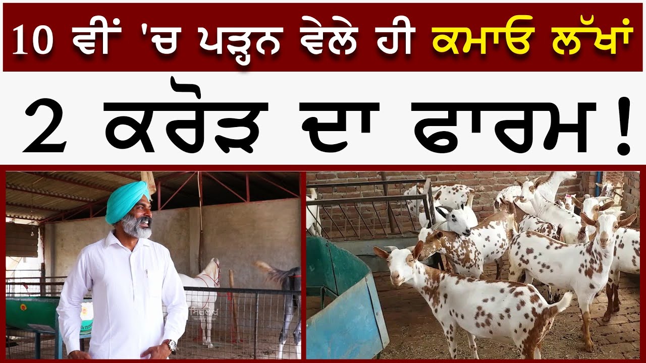 Bakri Farming -10 ਵੀਂ 'ਚ ਪੜ੍ਹਨ ਵੇਲੇ ਹੀ ਕਮਾਓ ਲੱਖਾਂ  | बकरी पालन | How to Start Goat farming | Sirlekh