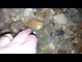 DIY-Casting a 3D Epoxy Resin over Pebbles and Rocks for a Shower Floor. 3rd layer. Part2 DIY-Casting a 3D Epoxy Resin over Pebbles and Rocks for a Shower Floor. 3rd layer. Part2
