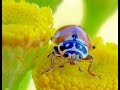 Mit der Kamera in der Natur - Teil I