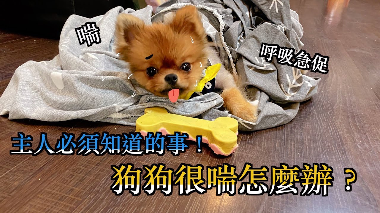 磨鼻子小教室 毛小孩很喘怎麼辦 主人都要會的呼吸監控 Youtube