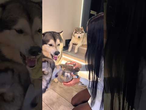 Как Так? 😳 Реакция собаки на свой же лай!