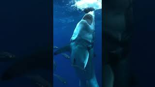 Great white القرش الابيض