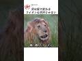 男は髪で変わる。ライオンも例外じゃない。