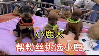 逛农村狗市赶大集帮粉丝挑选家庭伴侣犬看看有你喜欢的吗