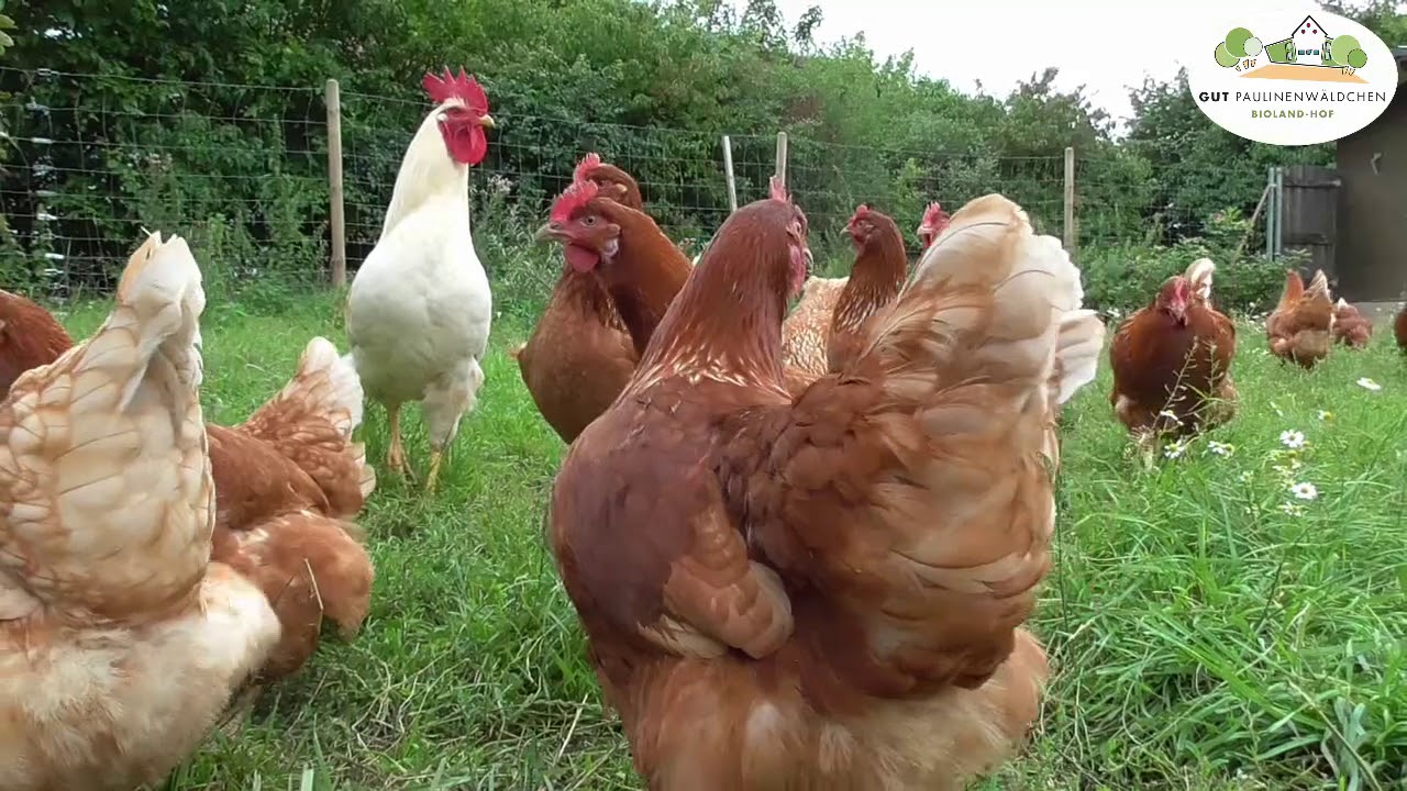 Ein Huhn für dich - YouTube