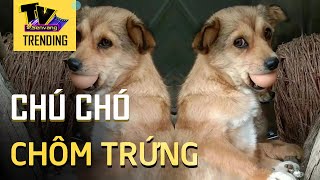 Đi chôm trứng gà, 2 mẹ nhà chó có biểu cảm 'cưng xỉu'