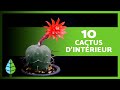 10 cactus dintrieur  noms et entretiens