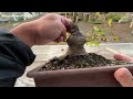 【開封】久々にヤフオクで盆栽落としてみた #盆栽 #bonsai