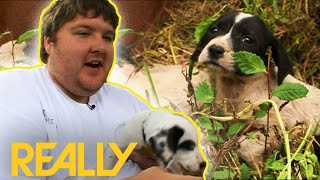 Puppies Left To Die In A Ditch Are Saved And Rehoused | Animal Cops: Houston