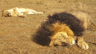 Sanctuary Life | The Lion Whisperer