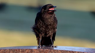 Baby Crow Trying Out Her Caws