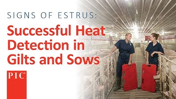 Heat Detection in Gilts and Sows | Pig Improvement Company