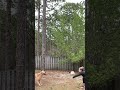 Amazing Dog Plays Volleyball! image