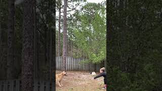 Amazing Dog Plays Volleyball!