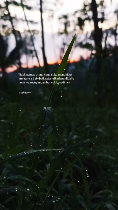 Story Wa Embun Pagi | Story Wa Kata Kata ( SNAP - Rosa Linn )