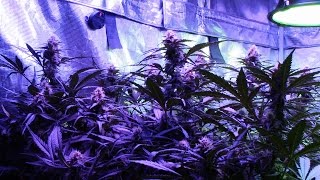S1:E6 Gorilla Glue and Incredible Bulk Autoflowers, buds, buds, and more buds