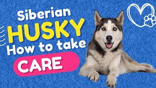 Siberian Husky Dogs everything You Need to Know