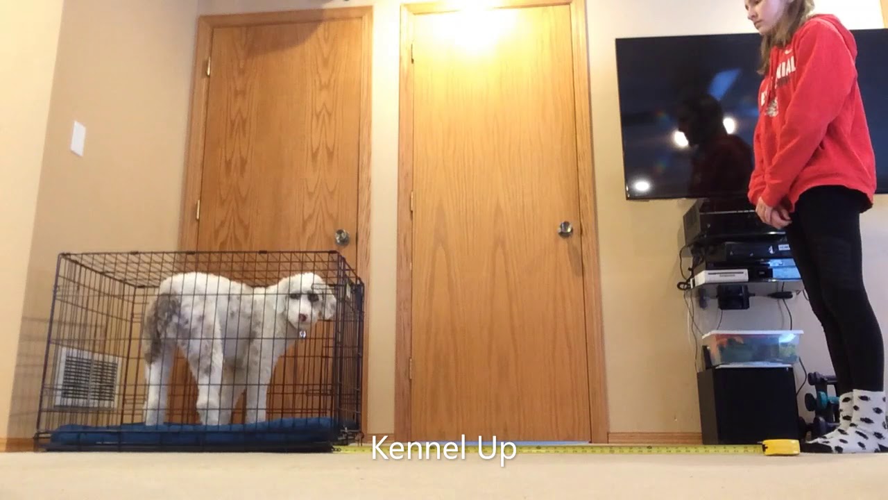 Novice Dog Tricks AKC YouTube novice-dog-tricks-akc-youtube
