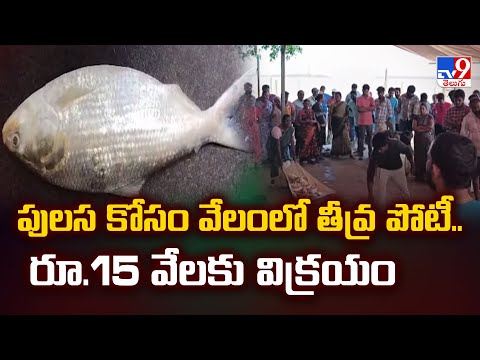 పులస కోసం వేలంలో తీవ్ర పోటీ.. రూ.15 వేలకు విక్రయం | Pulasa Fish - TV9 - TV9