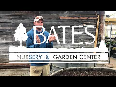 Video: Fothergilla-varianter för trädgården - hur man planterar Fothergilla-buskar