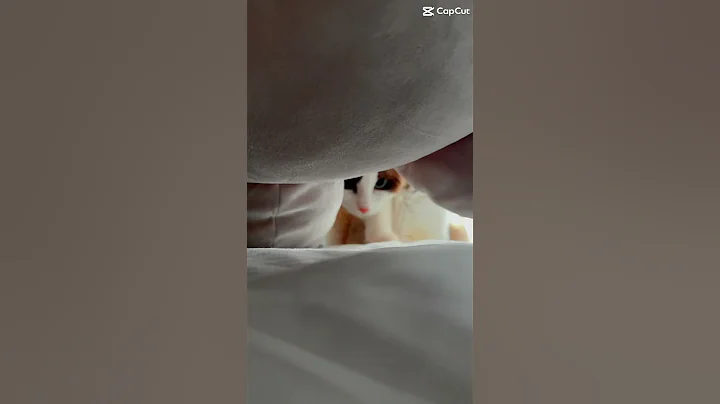 Video 10419111: mix cat playing, funny cat playing