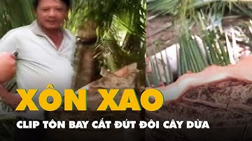 Xác minh clip tôn bay cắt đứt đôi cây dừa gây xôn xao ở Đắk Lắk