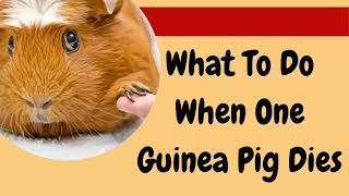 What To Do When One Of Your Guinea Pigs Dies