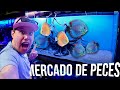 armando un ACUARIO premium de PECES DISCO EXOTICOS en el mercado de PECES Mixihuca