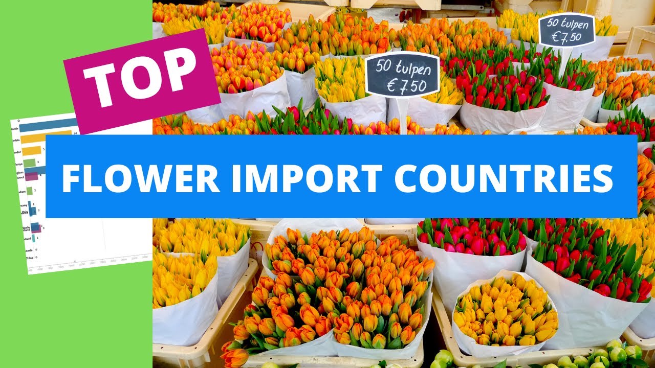 Top flower Import countries YouTube
