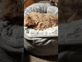 #puppy